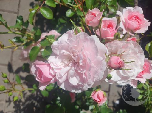 Růže floribunda Bonica 82
